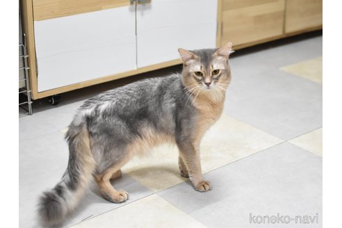成約済の大阪府のソマリ-104083の3枚目